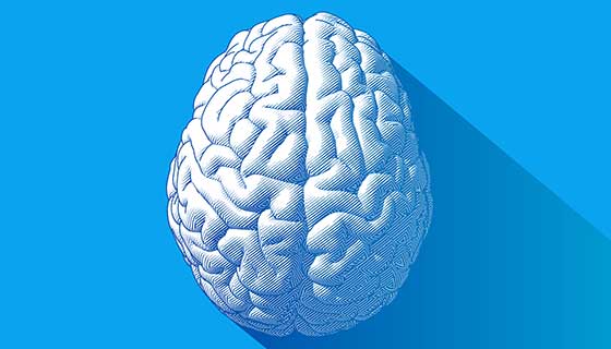  Sağ Beyin ve Sol Beyin: İşlevleri ve İşbirliği